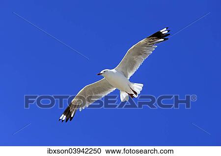 "Silver Gull (Larus novaehollandiae), flying, South Australia, Australia, Oceania" View Large Photo Image Stock Image - "Silver Gull (Larus novaehollandiae), flying, South Australia, Australia, Oceania". Fotosearch
