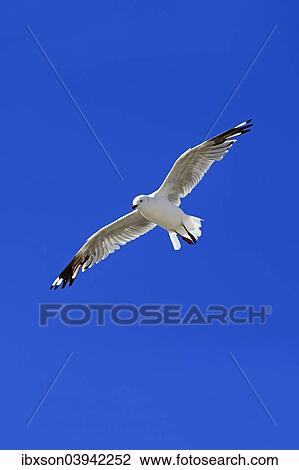 "Silver Gull (Larus novaehollandiae), flying, South Australia, Australia, Oceania" View Large Photo Image Stock Image - "Silver Gull (Larus novaehollandiae), flying, South Australia, Australia, Oceania". Fotosearch
