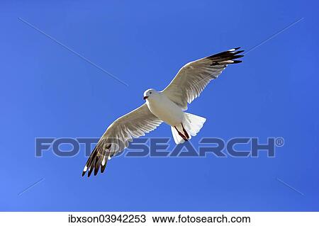 "Silver Gull (Larus novaehollandiae), flying, South Australia, Australia, Oceania" View Large Photo Image Stock Image - "Silver Gull (Larus novaehollandiae), flying, South Australia, Australia, Oceania". Fotosearch