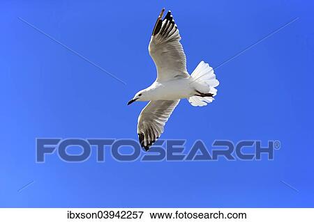 "Silver Gull (Larus novaehollandiae), flying, South Australia, Australia, Oceania" View Large Photo Image Stock Photo - "Silver Gull (Larus novaehollandiae), flying, South Australia, Australia, Oceania". Fotosearch