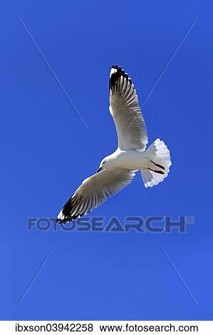 "Silver Gull (Larus novaehollandiae), flying, South Australia, Australia, Oceania" View Large Photo Image Stock Photo - "Silver Gull (Larus novaehollandiae), flying, South Australia, Australia, Oceania". Fotosearch