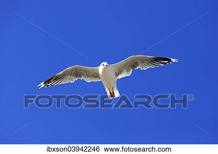 "Silver Gull (Larus novaehollandiae), flying, South Australia, Australia, Oceania" View Large Photo Image Stock Photograph - "Silver Gull (Larus novaehollandiae), flying, South Australia, Australia, Oceania". Fotosearch