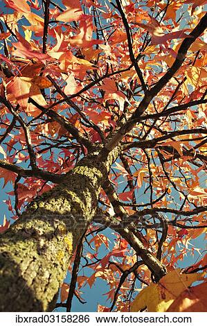 "Silver Maple (Acer saccharinum) in autumn, Croatia, Europe" View Large Photo Image Stock Photograph - "Silver Maple (Acer saccharinum) in autumn, Croatia, Europe". Fotosearch