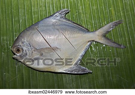 Stock Photo - Silver pomfret fish on a banana leaf. Fotosearch