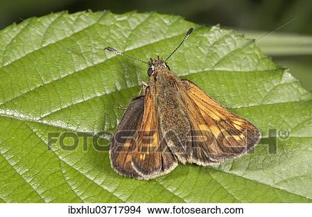 Picture - "Silver-spotted Skipper (Hesperia comma), Untergroningen, Abtsgmuend, Baden-Wurttemberg, Germany, Europe". Fotosearch