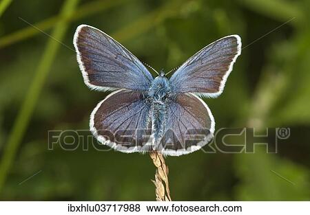 Stock Photo - "Silver-studded Blue (Plebejus argus), Neresheim, Baden-Wurttemberg, Germany, Europe". Fotosearch