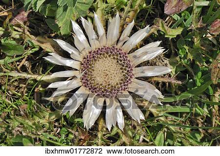 "Silver Thistle (Carlina acaulis), Wallberg, Tegernsee, Upper Bavaria, Germany, Europe" View Large Photo Image Stock Image - "Silver Thistle (Carlina acaulis), Wallberg, Tegernsee, Upper Bavaria, Germany, Europe". Fotosearch