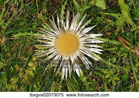"Silver Thistle, Carline Thistle (Carlina acaulis), Switzerland, Europe" View Large Photo Image Stock Photography - "Silver Thistle, Carline Thistle (Carlina acaulis), Switzerland, Europe". Fotosearch