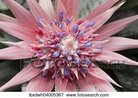 "Silver Vase, Urn Plant (Aechmea fasciata), native to Brazil" View Large Photo Image Stock Photo - "Silver Vase, Urn Plant (Aechmea fasciata), native to Brazil". Fotosearch