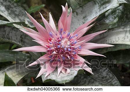 "Silver Vase, Urn Plant (Aechmea fasciata), native to Brazil" View Large Photo Image Stock Photograph - "Silver Vase, Urn Plant (Aechmea fasciata), native to Brazil". Fotosearch