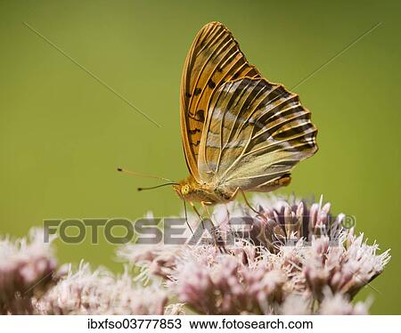 Stock Image - "Silver-washed Fritillary (Argynnis paphia) sucking nectar, Thuringia, Germany, Europe". Fotosearch