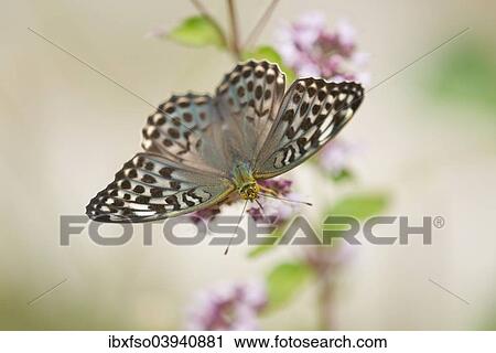 "Silver-washed Fritillary (Argynnis paphia f valesina), female, green-gray form, Thuringia, Germany, Europe" View Large Photo Image Stock Image - "Silver-washed Fritillary (Argynnis paphia f valesina), female, green-gray form, Thuringia, Germany, Europe". Fotosearch