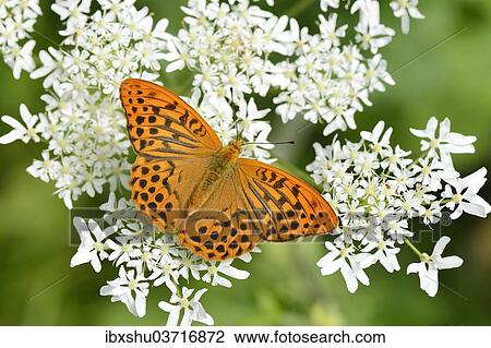Stock Image - "Silver-washed Fritillary (Argynnis paphia) perched on a Chervil plant (Anthriscus), Kanton Zug, Switzerland, Europe". Fotosearch