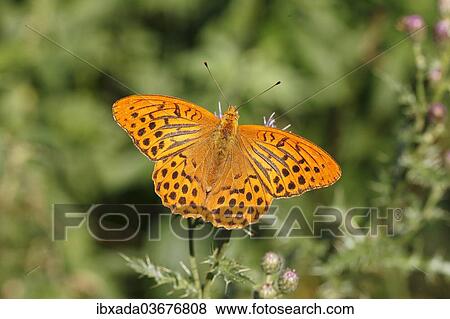 "Silver-washed Fritillary (Argynnis paphia), Altenseelbach, Neunkirchen, North Rhine-Westphalia, Germany, Europe" View Large Photo Image Stock Photo - "Silver-washed Fritillary (Argynnis paphia), Altenseelbach, Neunkirchen, North Rhine-Westphalia, Germany, Europe". Fotosearch