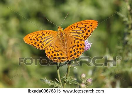 "Silver-washed Fritillary (Argynnis paphia), Altenseelbach, Neunkirchen, North Rhine-Westphalia, Germany, Europe" View Large Photo Image Stock Photography - "Silver-washed Fritillary (Argynnis paphia), Altenseelbach, Neunkirchen, North Rhine-Westphalia, Germany, Europe". Fotosearch