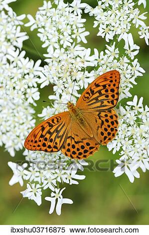 Stock Photography - "Silver-washed Fritillary (Argynnis paphia) perched on a Chervil plant (Anthriscus), Kanton Zug, Switzerland, Europe". Fotosearch