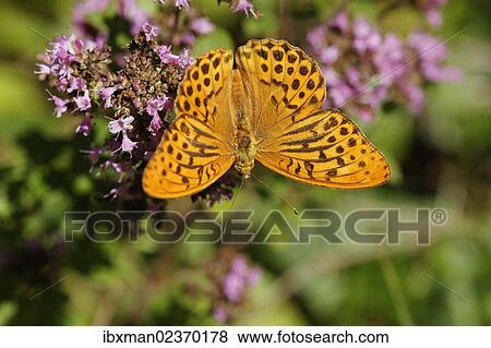 "Silver-washed Fritillary butterfly (Argynnis paphia), Limestone Alps National Park, Upper Austria, Austria, Europe" View Large Photo Image Stock Photo - "Silver-washed Fritillary butterfly (Argynnis paphia), Limestone Alps National Park, Upper Austria, Austria, Europe". Fotosearch
