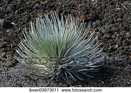 "Silversword (Argyroxiphium sandwicense) plant growing in the Haleakala crater, Maui, Hawaii, United States, North America" View Large Photo Image Stock Image - "Silversword (Argyroxiphium sandwicense) plant growing in the Haleakala crater, Maui, Hawaii, United States, North America". Fotosearch
