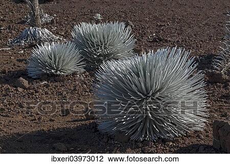 Stock Image - "Silversword (Argyroxiphium sandwicense) plants growing in the Haleakala crater, Maui, Hawaii, United States, North America". Fotosearch
