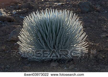 "Silversword (Argyroxiphium sandwicense) plant growing in the Haleakala crater, Maui, Hawaii, United States, North America" View Large Photo Image Stock Image - "Silversword (Argyroxiphium sandwicense) plant growing in the Haleakala crater, Maui, Hawaii, United States, North America". Fotosearch