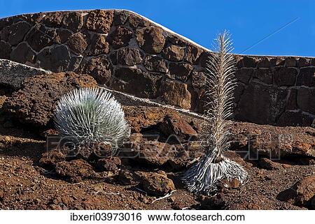 "Silversword (Argyroxiphium sandwicense) plants growing in the Haleakala crater, Maui, Hawaii, United States, North America" View Large Photo Image Stock Photograph - "Silversword (Argyroxiphium sandwicense) plants growing in the Haleakala crater, Maui, Hawaii, United States, North America". Fotosearch