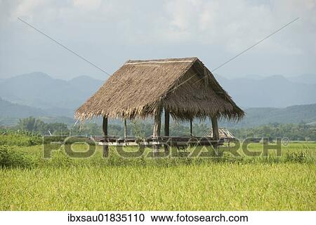 Stock Image - "Simple hut in a green rice field, bamboo hut, province of Luang Namtha, Northern Laos, Laos, Southeast Asia, Asia". Fotosearch