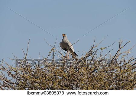 Stock Photo - "Singhabicht (Dark Chanting Goshawk) sitting on camel thorn, Etosha National Park, Namibia, Africa". Fotosearch