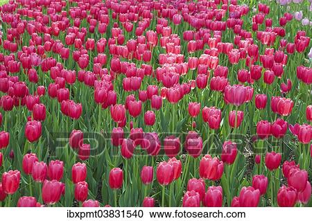 "Single cup-shaped deep pink Tulips (Tulipa), Ottawa Tulip Festival, Ottawa, Ontario, Canada, North America" View Large Photo Image Stock Image - "Single cup-shaped deep pink Tulips (Tulipa), Ottawa Tulip Festival, Ottawa, Ontario, Canada, North America". Fotosearch