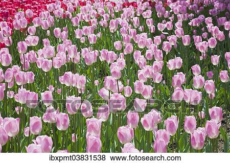 "Single cup-shaped pink and white Tulips (Tulipa), Ottawa Tulip Festival, Ottawa, Ontario, Canada, North America" View Large Photo Image Stock Photo - "Single cup-shaped pink and white Tulips (Tulipa), Ottawa Tulip Festival, Ottawa, Ontario, Canada, North America". Fotosearch