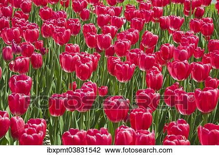 "Single cup-shaped red Tulips (Tulipa), Ottawa Tulip Festival, Ottawa, Ontario, Canada, North America" View Large Photo Image Stock Image - "Single cup-shaped red Tulips (Tulipa), Ottawa Tulip Festival, Ottawa, Ontario, Canada, North America". Fotosearch