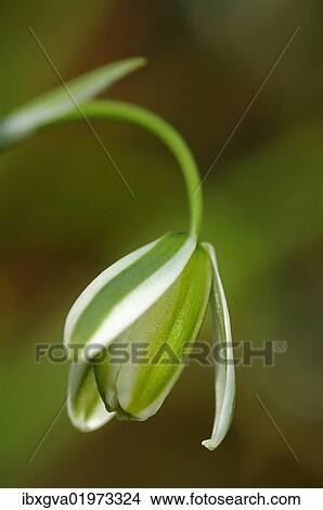 "Single flower of Albuca maxima, Lily family (Liliaceae), Namaqualand, South Africa, Africa" View Large Photo Image Picture - "Single flower of Albuca maxima, Lily family (Liliaceae), Namaqualand, South Africa, Africa". Fotosearch