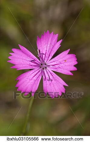 "Single flower of Carthusian Pink (Dianthus carthusianorum), Neresheim, Hardtsfeld, Baden-Wurttemberg, Germany, Europe" View Large Photo Image Stock Photograph - "Single flower of Carthusian Pink (Dianthus carthusianorum), Neresheim, Hardtsfeld, Baden-Wurttemberg, Germany, Europe". Fotosearch