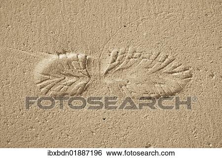 Stock Photograph - Single shoe print on a sandy beach. Fotosearch