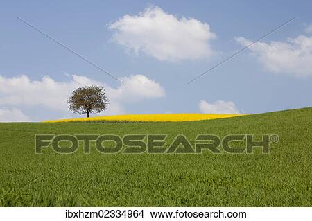 Picture - Single tree and a field of Rape or Canola (Brassica napus). Fotosearch