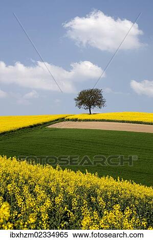 Stock Photography - Single tree and a field of Rape or Canola (Brassica napus). Fotosearch