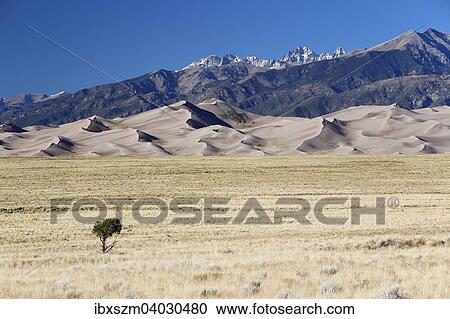 "Single tree, behind the Sangre de Cristo Mountains, Great Sand Dunes National Park and Preserve, Colorado, United States, North America" View Large Photo Image Stock Image - "Single tree, behind the Sangre de Cristo Mountains, Great Sand Dunes National Park and Preserve, Colorado, United States, North America". Fotosearch