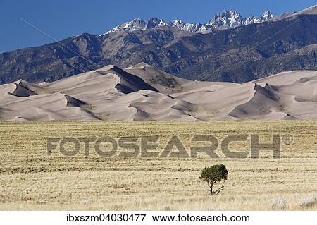 "Single tree, behind the Sangre de Cristo Mountains, Great Sand Dunes National Park and Preserve, Colorado, United States, North America" View Large Photo Image Stock Photo - "Single tree, behind the Sangre de Cristo Mountains, Great Sand Dunes National Park and Preserve, Colorado, United States, North America". Fotosearch