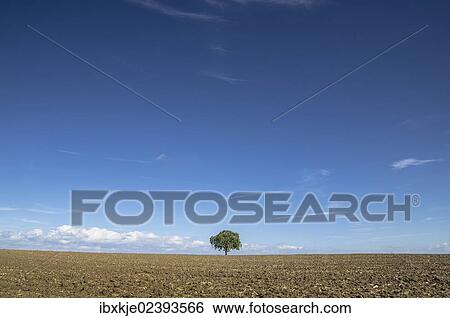 "Single tree on a field, Mainz Bingen district, Rhineland-Palatinate, Germany, Europe" View Large Photo Image Stock Photograph - "Single tree on a field, Mainz Bingen district, Rhineland-Palatinate, Germany, Europe". Fotosearch