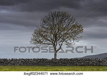 "Single tree with a stone wall and a dramatic sky, County Clare, Republic of Ireland, Europe" View Large Photo Image Stock Image - "Single tree with a stone wall and a dramatic sky, County Clare, Republic of Ireland, Europe". Fotosearch