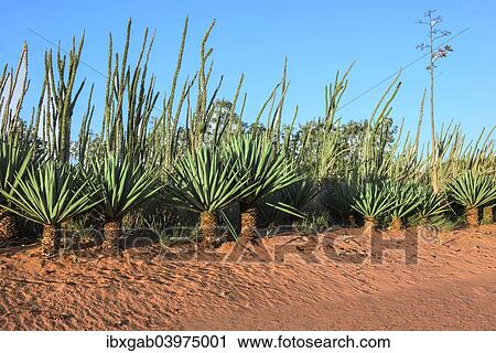 "Sisal (Agave sisalana), Berenty, Tolagnaro, Toliara Province, Madagascar, Africa" View Large Photo Image Stock Image - "Sisal (Agave sisalana), Berenty, Tolagnaro, Toliara Province, Madagascar, Africa". Fotosearch
