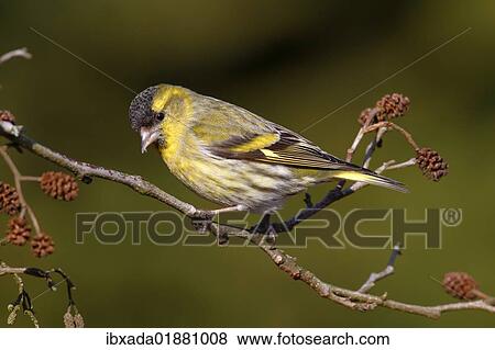 Stock Photo - "Siskin (Carduelis spinus), male perched on an alder branch". Fotosearch