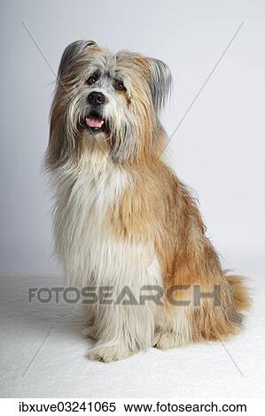 Stock Photography - "Sitting Elo, male, Germany, Europe". Fotosearch