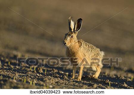 "Sitting Hare (Lepus europaeus) in a field, North Rhine-Westphalia, Germany, Europe" View Large Photo Image Stock Image - "Sitting Hare (Lepus europaeus) in a field, North Rhine-Westphalia, Germany, Europe". Fotosearch