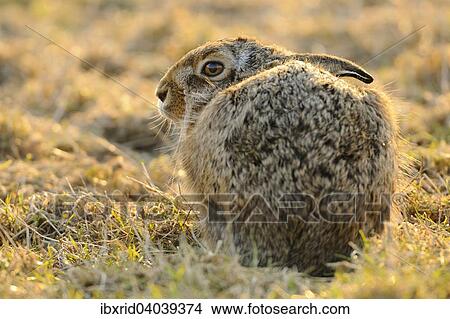 "Sitting Hare (Lepus europaeus), North Rhine-Westphalia, Germany, Europe" View Large Photo Image Picture - "Sitting Hare (Lepus europaeus), North Rhine-Westphalia, Germany, Europe". Fotosearch