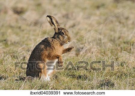 "Sitting Hare (Lepus europaeus) raising a paw, North Rhine-Westphalia, Germany, Europe" View Large Photo Image Stock Image - "Sitting Hare (Lepus europaeus) raising a paw, North Rhine-Westphalia, Germany, Europe". Fotosearch