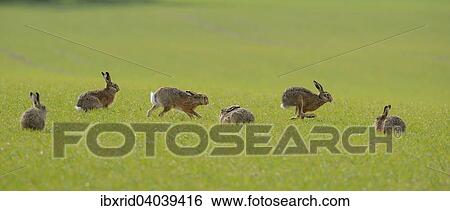 "Six Hares (Lepus europaeus) on a green field in the mating season, North Rhine-Westphalia, Germany, Europe" View Large Photo Image Stock Photograph - "Six Hares (Lepus europaeus) on a green field in the mating season, North Rhine-Westphalia, Germany, Europe". Fotosearch