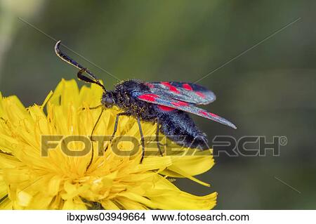 "Six-spot Burnet moth (Zygaena filipendulae), feeding on flower, South Wales, United Kingdom, Europe" View Large Photo Image Picture - "Six-spot Burnet moth (Zygaena filipendulae), feeding on flower, South Wales, United Kingdom, Europe". Fotosearch
