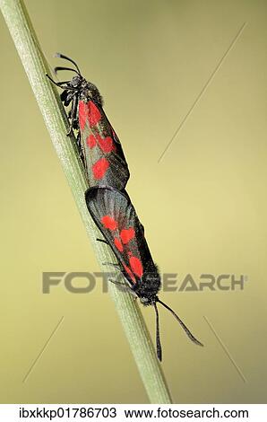 Six-spot Burnet Moths (Zygaena filipendulae) mating View Large Photo Image Stock Image - Six-spot Burnet Moths (Zygaena filipendulae) mating. Fotosearch