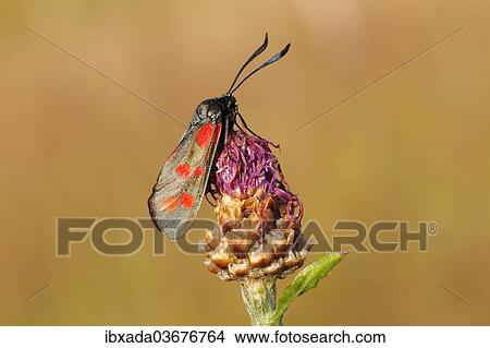"Six-spot Burnet (Zygaena filipendulae, Anthrocera filipendulae) perched on a meadow plant, Altenseelbach, Neunkirchen, North Rhine-Westphalia, Germany, Europe" View Large Photo Image Picture - "Six-spot Burnet (Zygaena filipendulae, Anthrocera filipendulae) perched on a meadow plant, Altenseelbach, Neunkirchen, North Rhine-Westphalia, Germany, Europe". Fotosearch