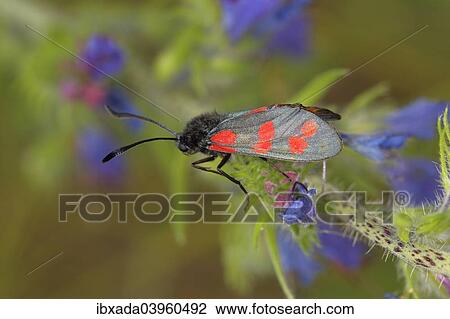 "Six-spot Burnet (Zygaena filipendulae, Anthrocera Filipendulae), on a Viper's Bugloss (Echium vulgare), North Rhine-Westphalia, Germany, Europe" View Large Photo Image Stock Image - "Six-spot Burnet (Zygaena filipendulae, Anthrocera Filipendulae), on a Viper's Bugloss (Echium vulgare), North Rhine-Westphalia, Germany, Europe". Fotosearch